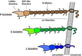 <ul><li><p>E-selektin: endotelceller. </p></li><li><p>P-selektin: trombocyter eller endotelceller.</p></li><li><p>L-selektin: leukocyter. </p></li></ul>