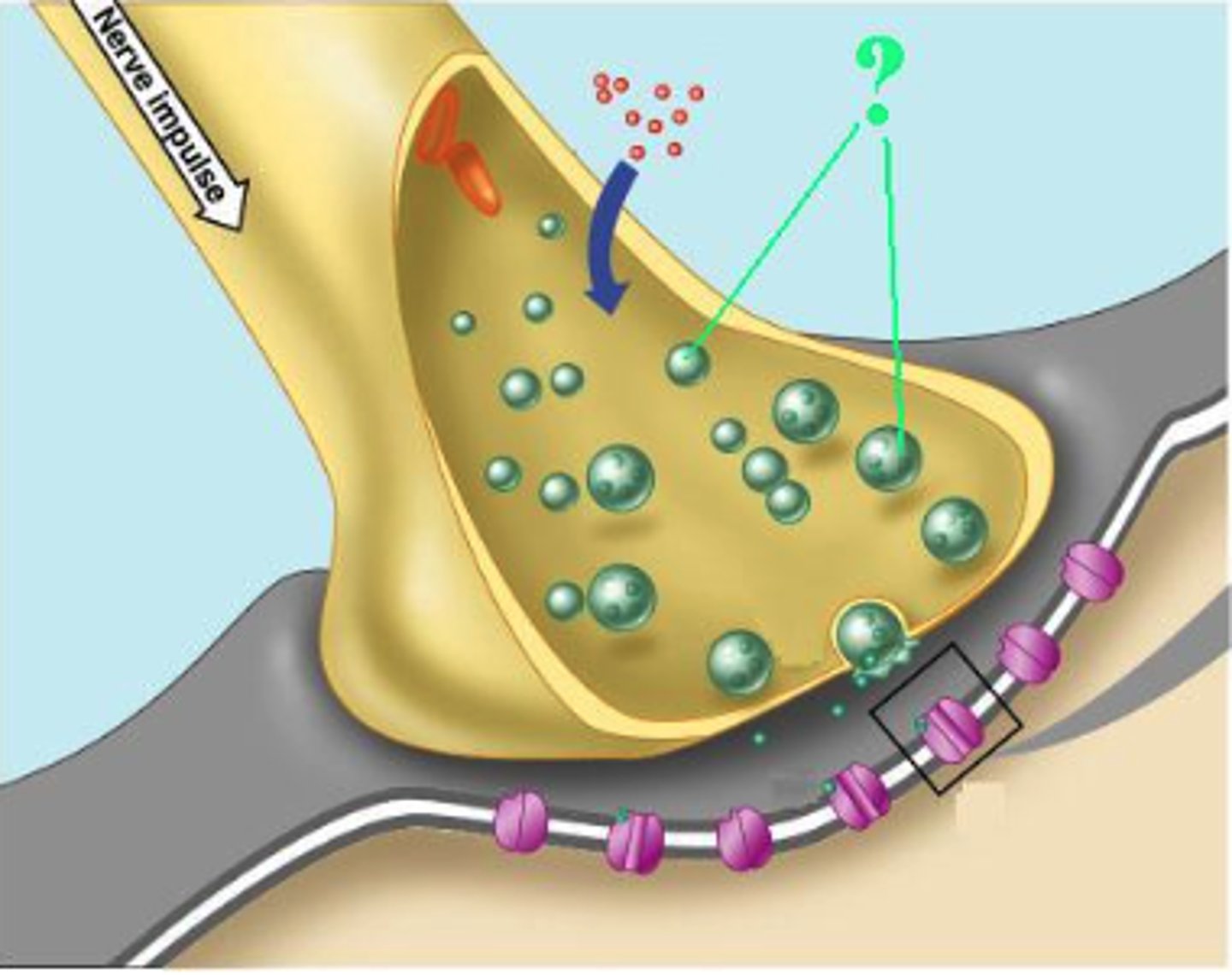 <p>synaptic vesicles</p>