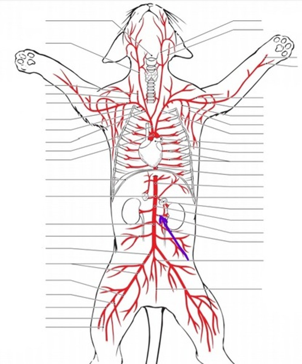 <p>identify the artery</p>