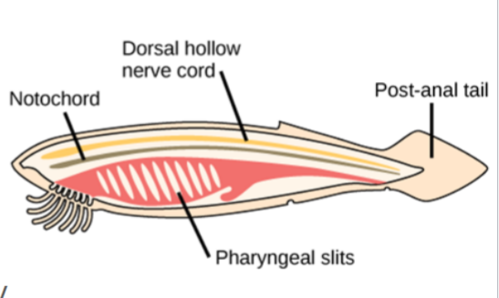 <ol><li><p>Notochord: flexible rod shaped structure that runs along nerve chord</p></li><li><p>Dorsal hollow nerve chord: parallel to notochord</p></li><li><p>pharyngeal slits: gills, parts of ear and tonsils</p></li><li><p>Post-anal tail</p></li></ol><p></p>
