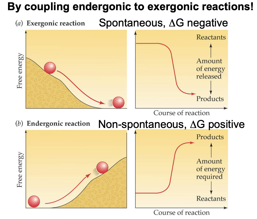 <p>Since anabolic (endergonic) reactions have a positive delta G, they must be coupled with catabolic (exergonic) reactions to make the overall delta G negative.</p>