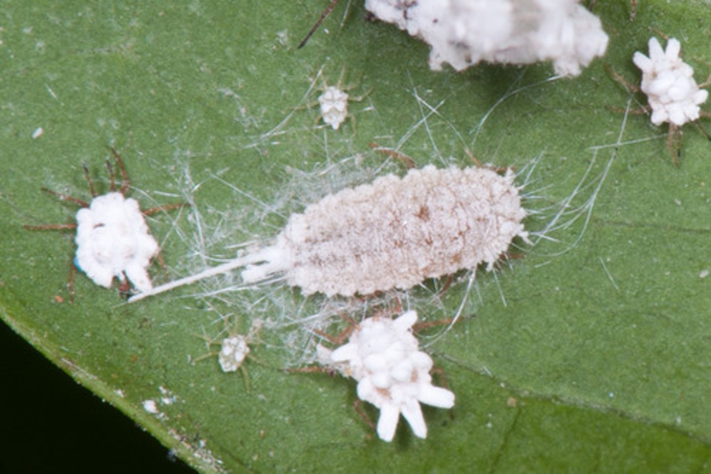 <p>True Bug</p>