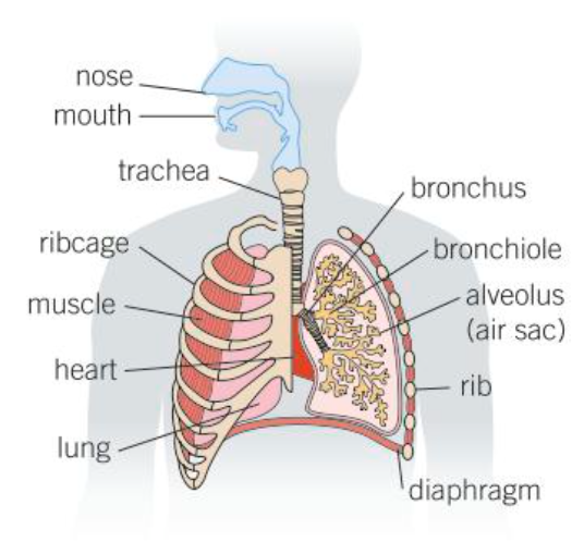 nose, trachea, ribcage, muscle, heart, lung, bronchus, bronchiole, alveolus (air sac), rib, diaphragm