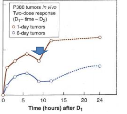 <p>cells that proliferate fast will have a dip in their recovery factor since the surviving cells moved on to a more sensitive phase</p><ul><li><p>slower dividing cells don’t get this dip</p></li></ul><p></p><p>essentially cells resensitize if they move into a more radiosensitive part of the cell cycle</p><p></p>