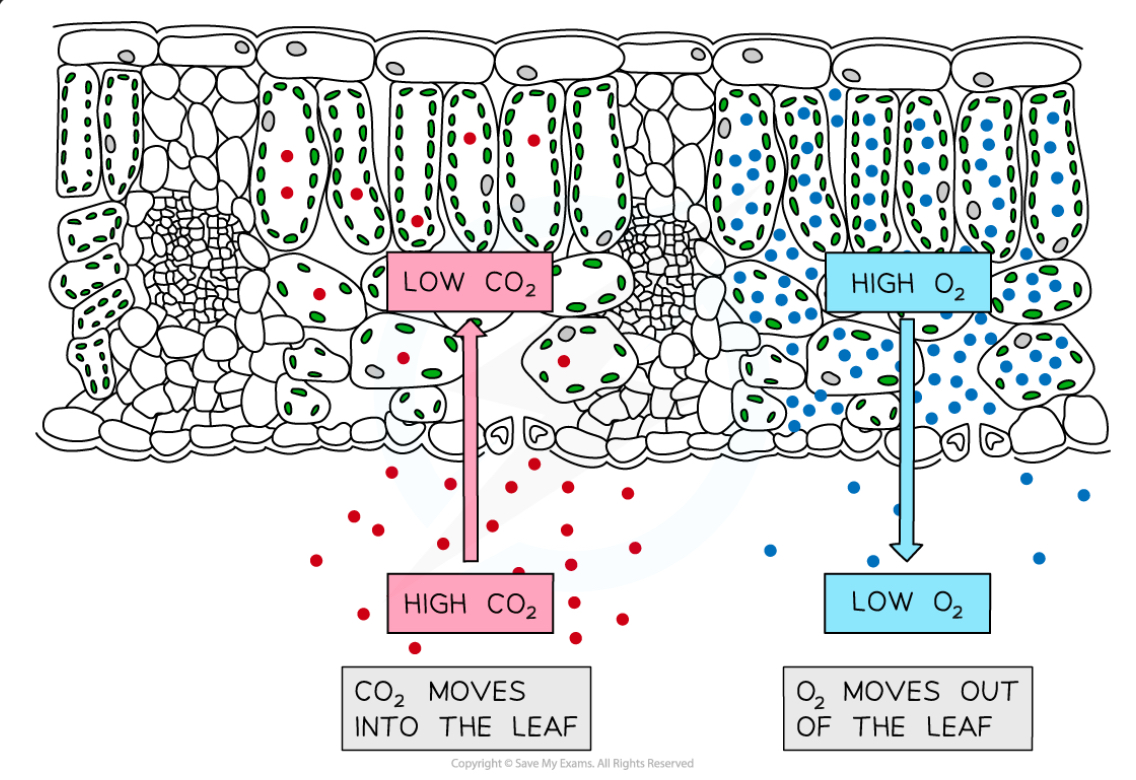 <p>Carbon dioxide moves into the leaf</p><p>Oxygen moves out of the leaf</p>