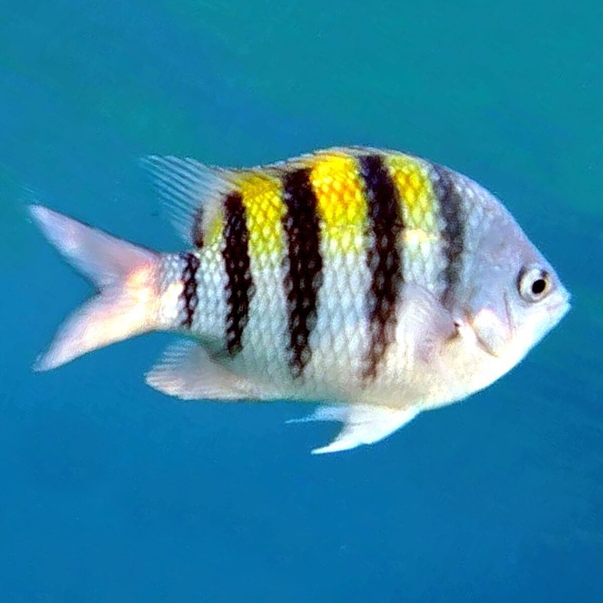 <p>yellow body w/ black vertical stripes (bluegill sized)</p>