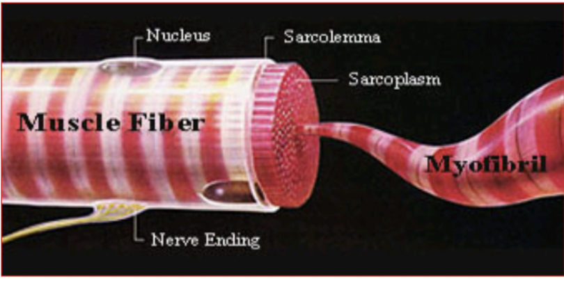<p>a wispy layer of areolar connective tissue that ensheaths each individual muscle fiber, or muscle cell. It also contains capillaries and nerves. It overlies the muscle fiber's cell membrane</p>
