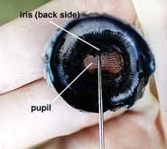 <p><span style="background-color: transparent;">Pupil</span></p>