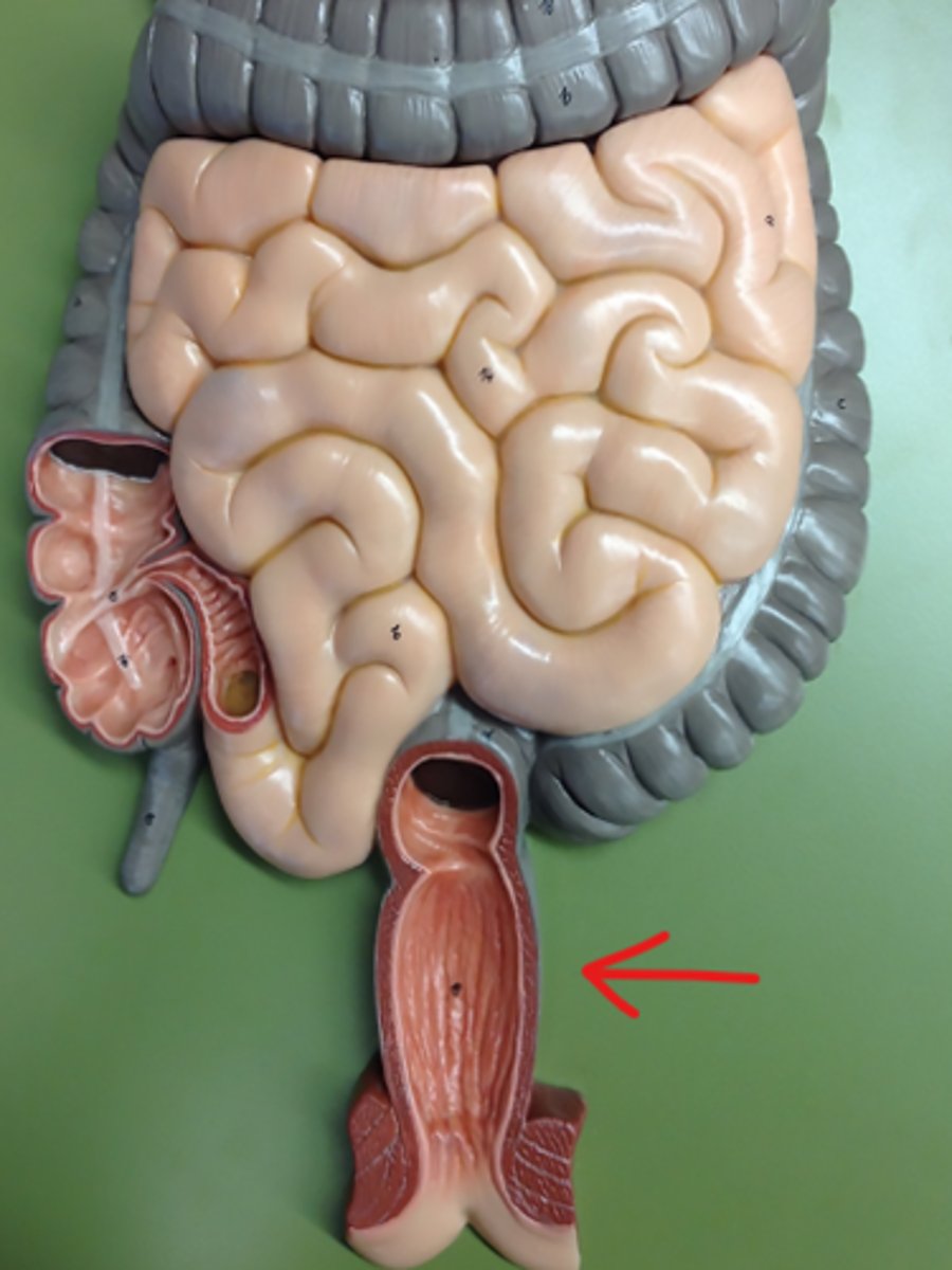 <p>The final part of the large intestine, where feces are stored.</p>