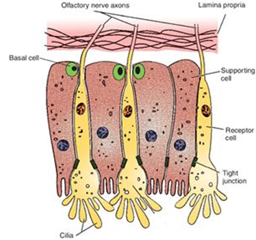 <ul><li><p>Receptor cells: olfactory neurones (replaced 30-60 days)</p></li><li><p>Support cells: (like glials) physical/ metabolic support, detoxify odorants</p></li><li><p>basal cells: create new support cells</p></li><li><p>Olfactory cilia: embedded in layer of mucus, odorants dissolve in mucus, then detected by cilia</p></li><li><p>odorant binding proteins: sit in mucus, detect odorants and collect them which leads to depolarisations of nerve cell</p></li></ul><p></p>
