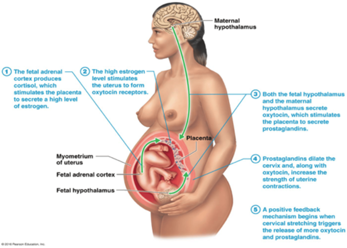 <p>Labor contractions</p><p>a. Periodically relax to increase blood flow and oxygen delivery to placenta and fetus</p><p>b. Contractions strongest in fundus and body of uterus</p><p>-Weakest in the cervix</p><p>-Pushes fetus downward</p>