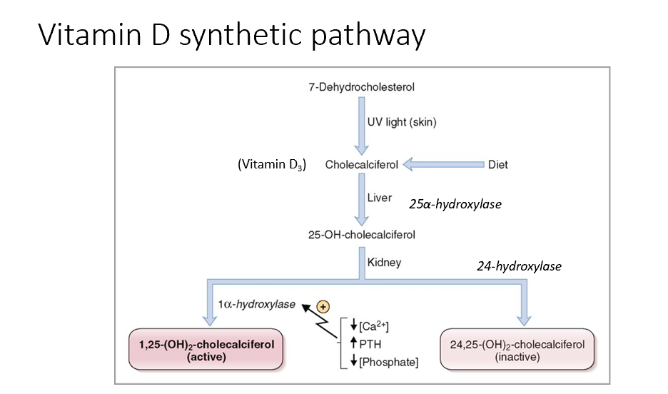 <ol><li><p><strong>7-dehydrocholesterol</strong> (cholesterol derivative) is exposed to UV light in the skin and converted to <strong>cholecalciferol (vitamin D3)</strong>, can also come from the diet.</p></li><li><p>In the liver, <strong>cholecalciferol</strong> →  <strong>25-hydroxycholecalciferol (calcidiol)</strong>.</p><ul><li><p>In the kidney, <strong>25-hydroxycholecalciferol</strong> is converted to:</p></li></ul></li><li><p><strong>Active form of Vit D (calcitriol)</strong> via <strong><u>1-alpha hydroxylase</u></strong></p><ol><li><p><strong>1,25 (OH)2- cholecalciferol </strong></p><ol><li><p>Upregulated by low calcium &amp; high PTH &amp; low phosphate</p></li></ol></li></ol></li><li><p><strong>Inactive form of Vit D</strong> via <strong><u>24-hydroxylase</u></strong>.</p><ol><li><p><strong>24, 25-hydroxycholecalciferol (calcidiol)</strong> </p></li></ol></li></ol><p>1-alpha hydroxylase and 24-hydroxylase are used in blood tests to assess Vit D levels!</p><p></p>