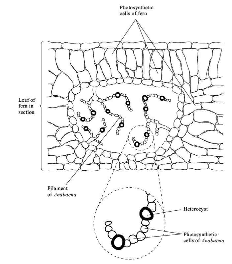 <p>Anabaena is a prokaryote found inside the leaves of a small fern. Anabaena can produce ammonia from nitrogen (nitrogen fixation). This reaction only takes place in the anaerobic conditions found in cells called heterocysts. Heterocysts are thick-walled cells that don’t contain chlorophyll. </p><p></p><p>Suggest how the features of the heterocysts improve the efficiency of the process of nitrogen fixation. </p>