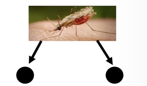<ul><li><p>weaker as bites will concentrate on fewer species.</p></li><li><p>For example, it has been hypothesized that mosquito bites might be more concentrated on humans and livestock in temperate regions (e.g., Europe, North America) than in tropical ones, which, in turn, might lead to higher infection rates with tropical diseases, such as malaria & dengue fever, once they establish in these regions.</p></li></ul><p></p>