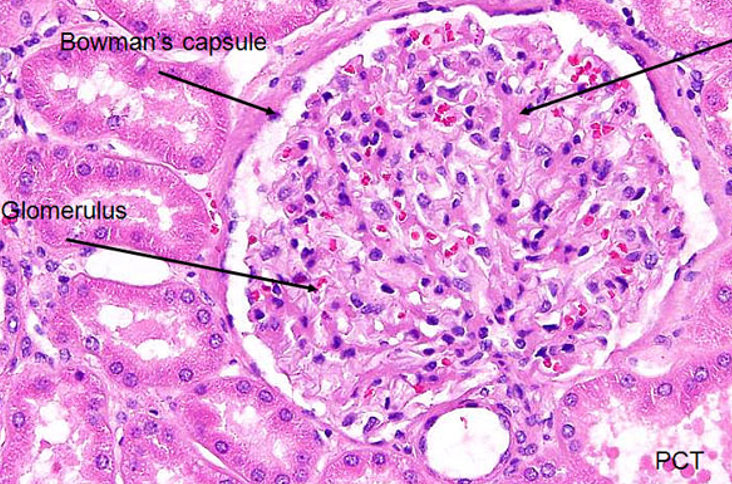 <p>Bowman’s capsule (from urinary pole)</p><ul><li><p>Parietal layer - bowman’s capsule proper (flattened epithelial cells)</p></li><li><p>Visceral layer - podocytes</p></li><li><p>Bowman’s space</p></li></ul><p>Glomerulus (from vascular pole)</p><ul><li><p>Afferent arterioles</p></li><li><p>Efferent arterioles</p></li></ul><p><em>Be able to identify all 3 layers of bowman’s capsule histologically</em></p>