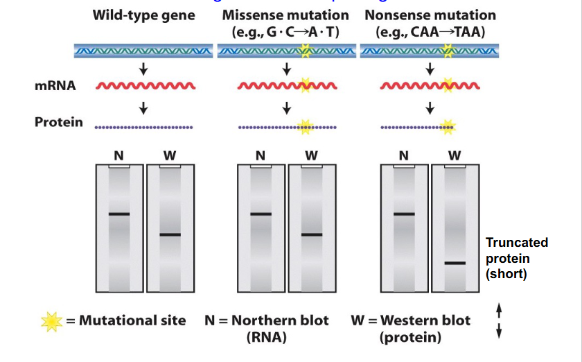<p>- we can separate proteins, mRNAs and DNA according to their size on a gel and transfer proteins, DNA and mRNA onto a membrane then probe it with a particular sequence in the case of RNA that will hybridise to the corresponding complementary sequence or use an antibody to detect a particular protein</p><p>- if we have a missense mutation, this will change the sequence, which affects the mRNA and protein, but it will still give the same number of nucleotides and same number of amino acids and so visually based on blot diagram we would not be able to say if it was a missense mutation, whether or not it was wild type or the variant</p><p>- if we had a nonsense mutation, number of nucleotides would be the same so nucleotides in the message would be unchanged from the wild type. However, protein become shortened and hence run a further distance along our western blot</p><p>FINAL MESSAGE:</p><p>- A northern blot is not diagnostic of a point change within DNA or mRNA, but if there is a change to the length of protein due to stop codon insertion we can detect that on Western blot</p>