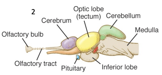 <ul><li><p>same regions as us, with small cerebral cortex</p></li><li><p>midbrain proportionally aligns with ours</p></li><li><p>tectum responds intensely to stimuli, cerebrum is small so not good at pulling away</p></li></ul><p></p>