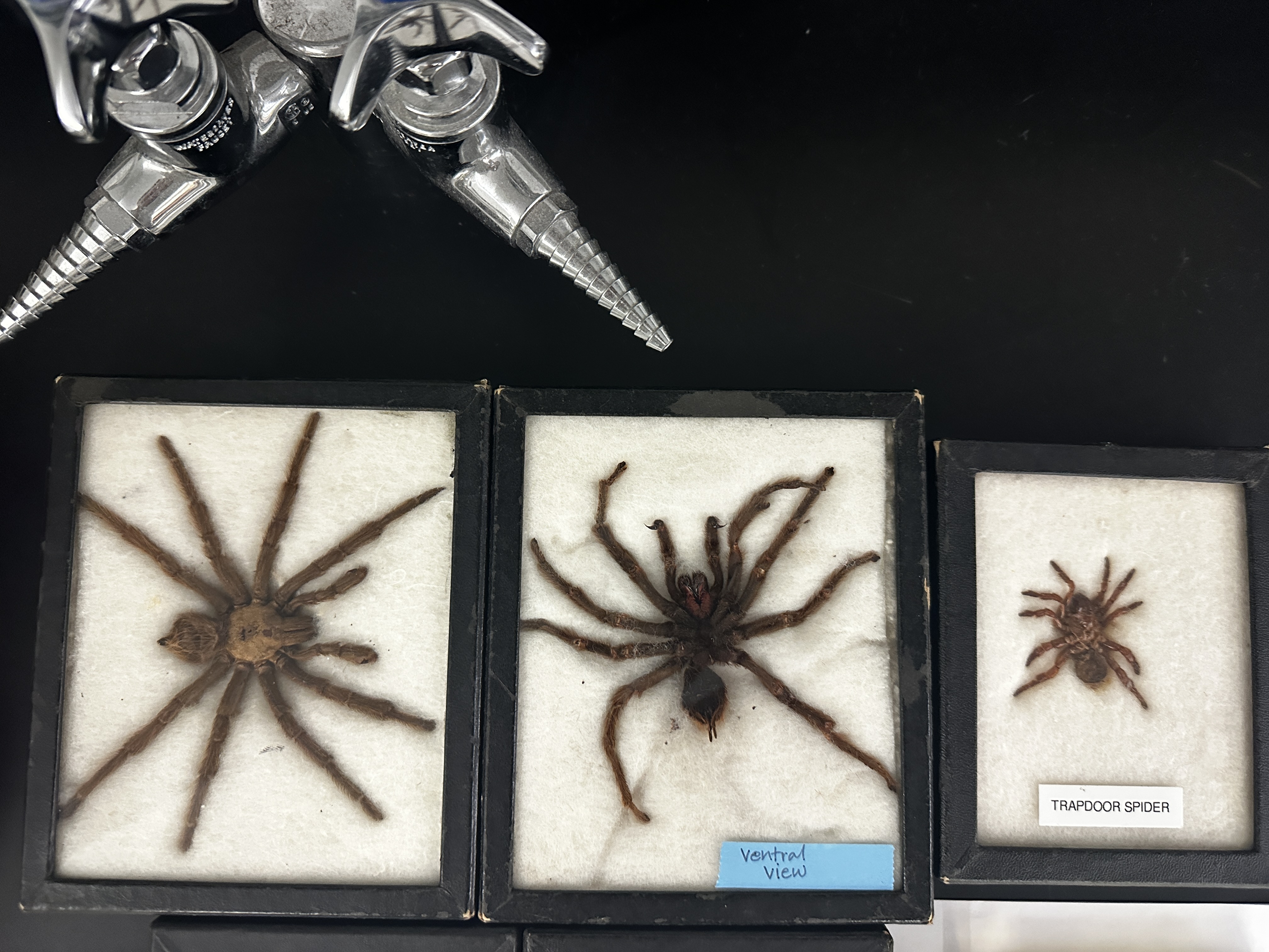 <p>Identify (Grouping(s), Phylum, Subphylum)</p>