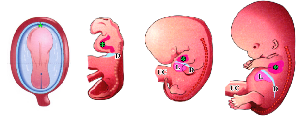 <p>-changes its position during embryonic period</p><p>-after folding, the heart (green asterisk) is anterior to cervical somites</p><p>-by the end of the embryonic period, heart is within the thorax</p><p>-because of its original position, the heart receives innervation from cervical splanchnic nerves</p><p>-diaphragm also descends- explains innervation by ventral rami of C3/4/5</p>