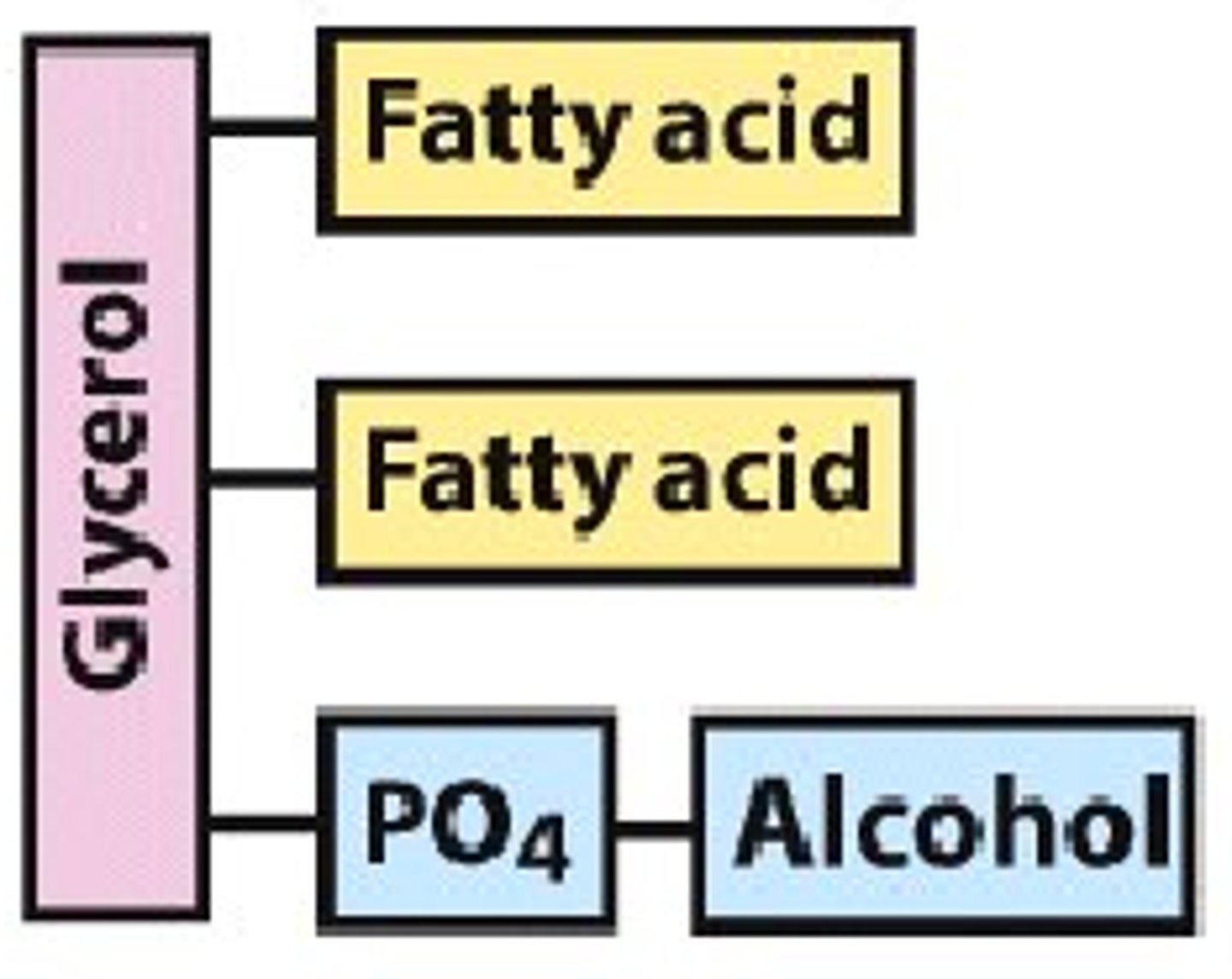 <p>glycerol + 2 fatty acids + phosphate group + amino alcohol is the structure for what lipid?</p>
