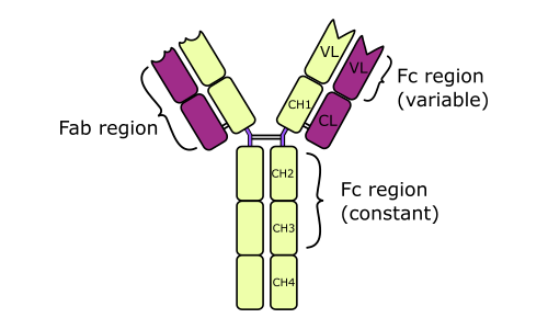Monomer, 0.002% of antibodies, bound to mast cells and basophils, percentage increase with allergic reactions and parasites, short lived, bivalent