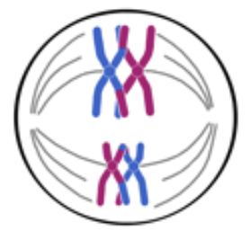 <p><em>INDEPENDENT ASSORTMENT</em> - Line up on metaphase plate</p>