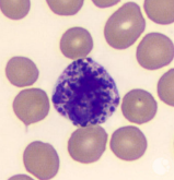 <p>histamine-containing granules. S shaped nucleus. initiate inflammation.</p>