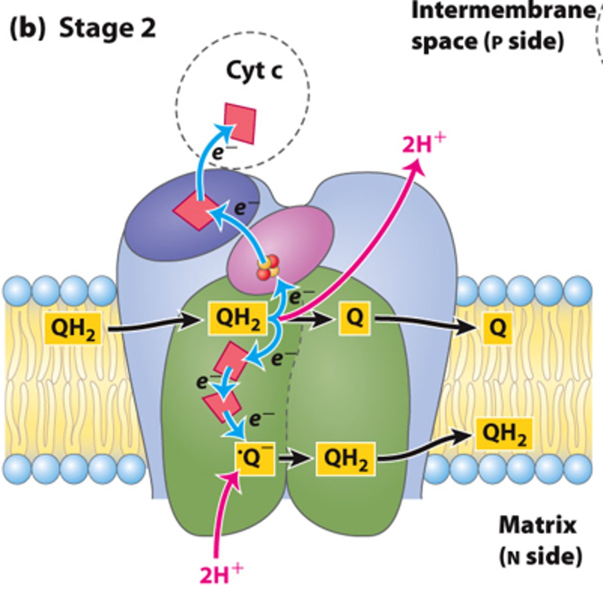 <p>- Oxidation of the second UQH2 to UQ</p><p>- 1 electron goes to cytochrome c</p><p>- 1 electron goes to UQdot (semiquinone intermediate) to regenerate UQH2</p><p>- 2 H+ released</p>