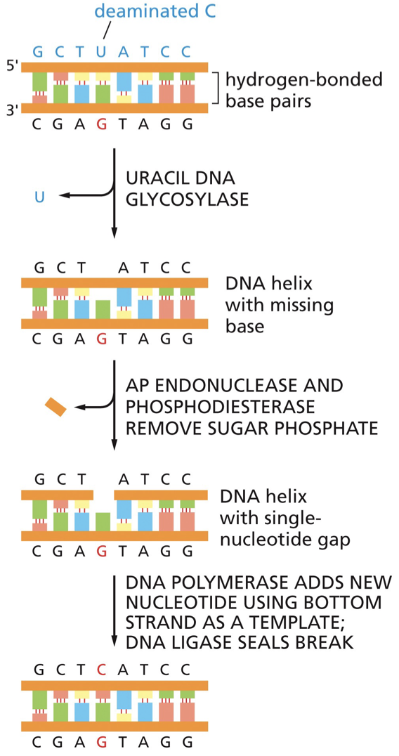 1. Uracil-DNA glycosylase detects uracil in DNA. 2. Uracil DNA glycosylase cleaves to glycosidic bond linking the altered base to the DNA backbone. 3. AP endonuclease nicks the damaged strand. 4. Phosphodiesterase removes the deoxyribose phosphate that remains after removal of base. 5. DNA polymerase inserts the correct nucleotide. 6. DNA ligase seals.