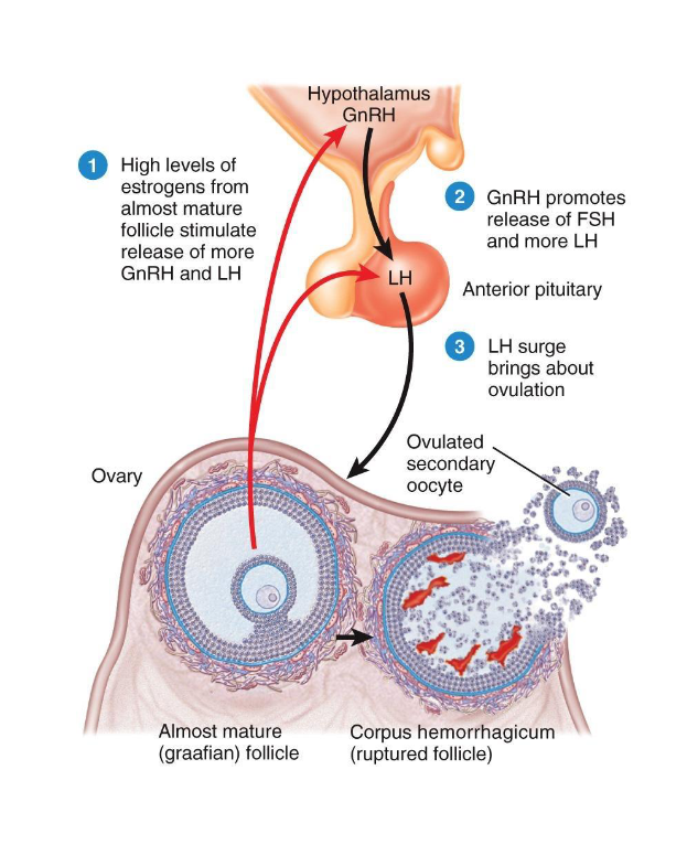 <p><span style="color: rgb(0, 0, 0);"><span>Triggered by LH surge (positive feedback from rising estrogen)</span></span></p><p><span style="color: rgb(0, 0, 0);"><span>    LH Surge:</span></span></p><p><span style="color: rgb(0, 0, 0);"><span>       1) Ovulation</span></span></p><p><span style="color: rgb(0, 0, 0);"><span>        2)Finish Meiosis I</span></span></p><p><span style="color: rgb(0, 0, 0);"><span>• Follicle ruptures → oocyte enters uterine tube</span></span><span style="color: rgb(0, 0, 0);"><br></span><span style="color: rgb(0, 0, 0);"><span>• Secondary oocyte released, arrested in Metaphase II</span></span></p>