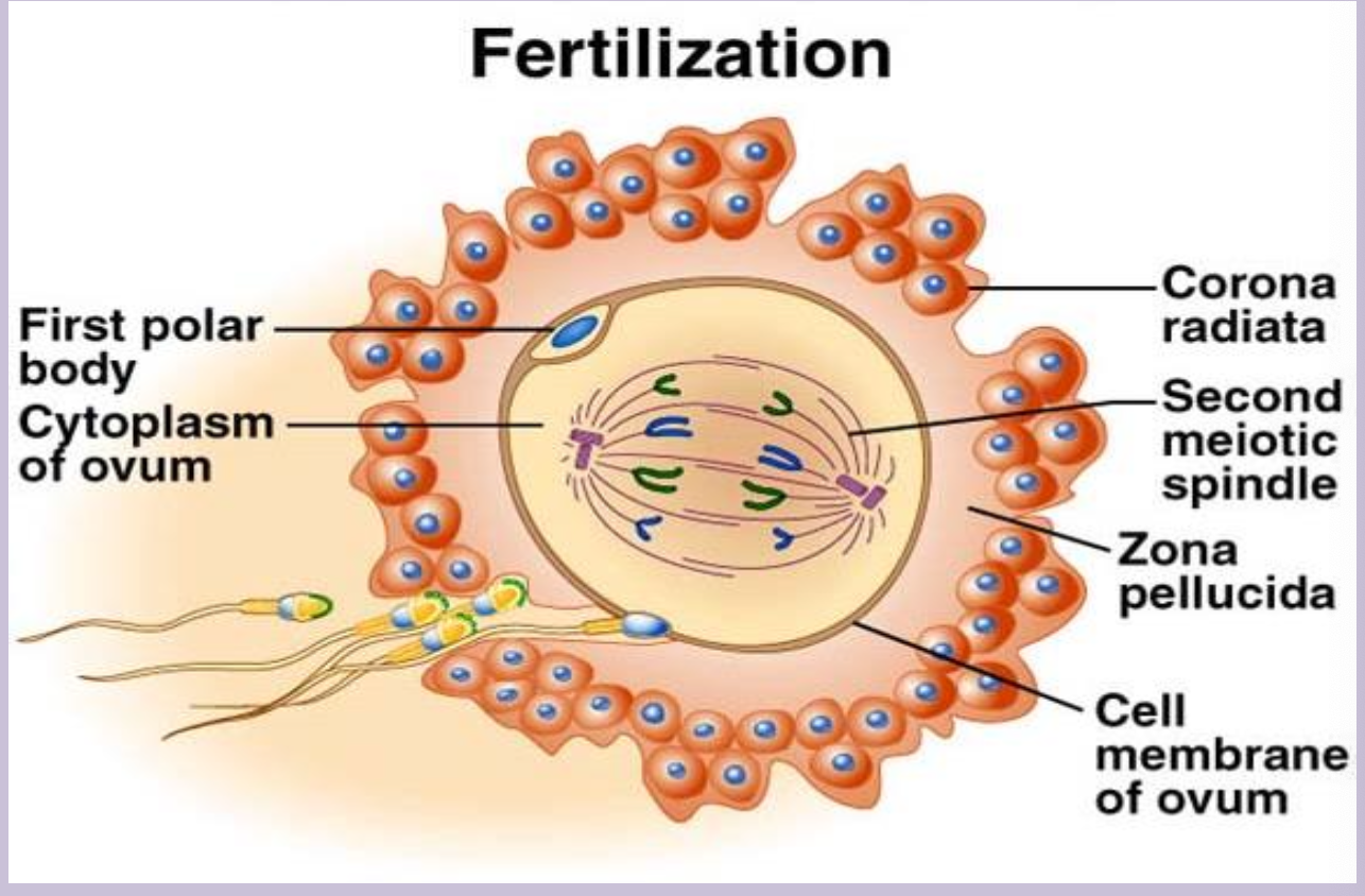 <p>Fusion of a sperm and an ovum in the ampulla of the fallopian tube to form a diploid (2n, 23 pairs) zygote.</p>