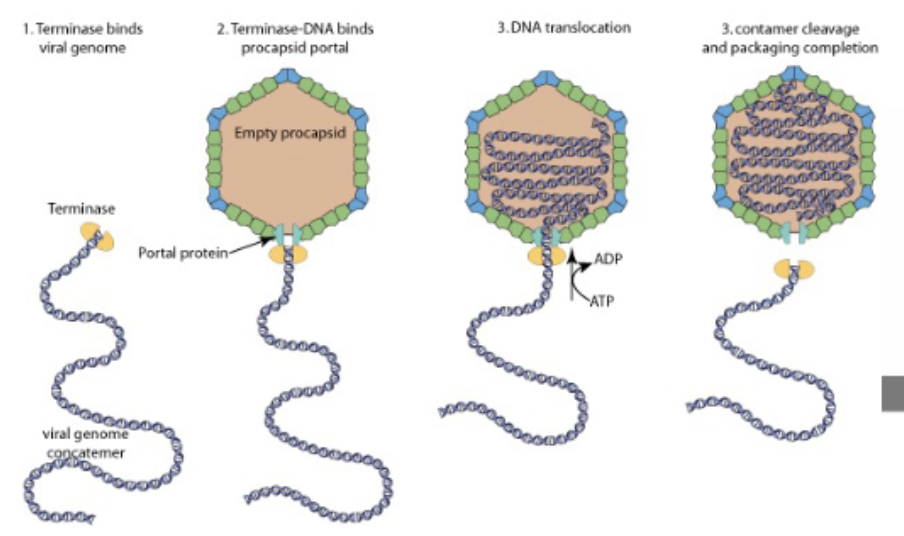 <p>viral genome concatemer + procapsid + terminase</p><p></p><p>terminase binds inverted terminal repeats on viral DNA, takes it to portal on icosahedron (empty procapsid), <strong>ATP dependent process </strong>—&gt; translocates the DNA, feeds it in <strong>until next terminal repeat</strong>, <strong>nuclease activity cleaves it,</strong> portal sealed, DNA packaged icosahedron matured</p>