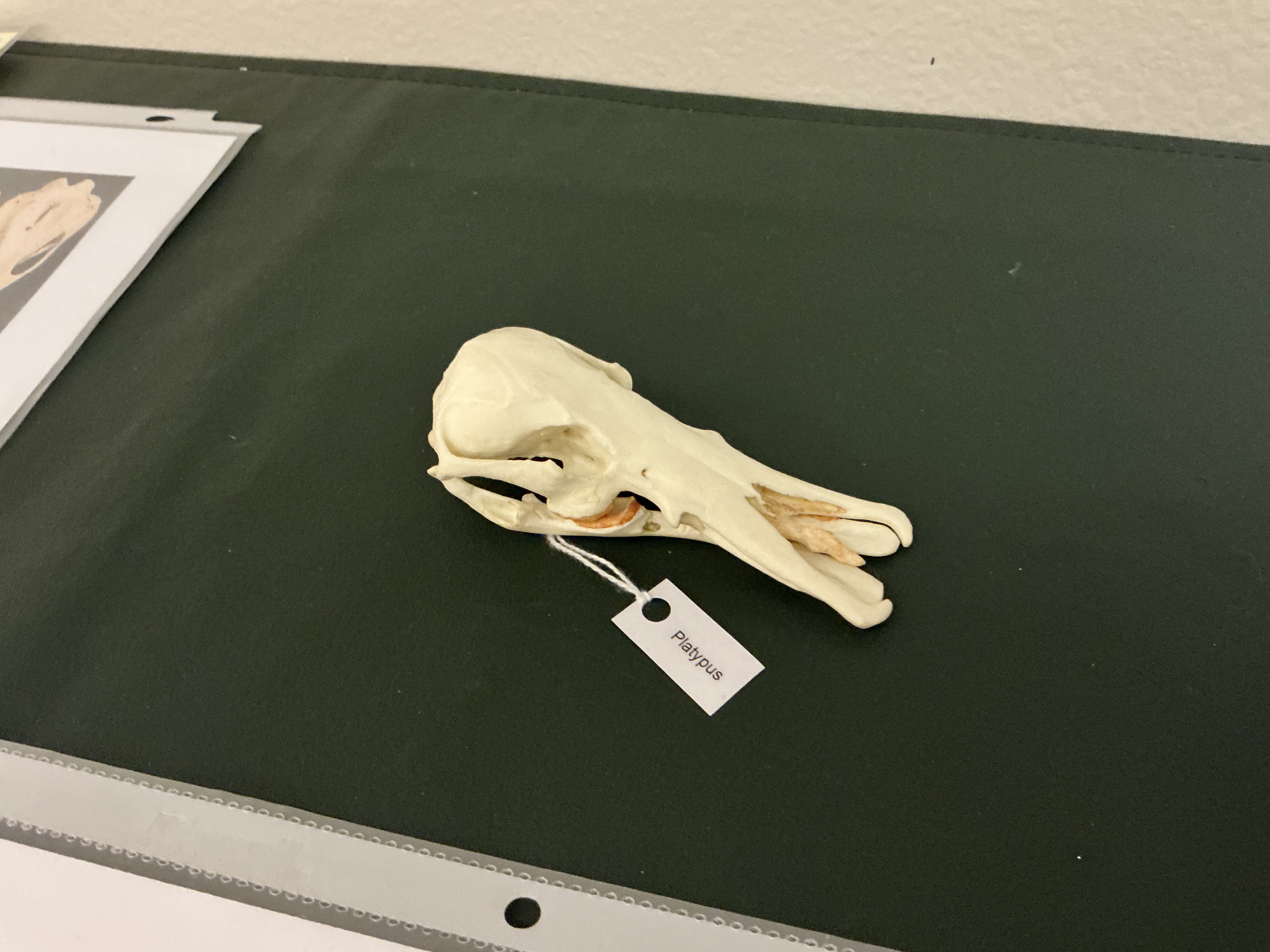 <p>Unique about the Duck-Billed Platypus? Habitat?</p>