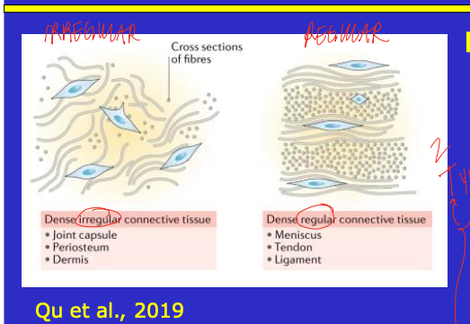 <ul><li><p>dense CT with mostly fibers, few cells and little ground substance </p></li><li><p>can be irregular or regular </p><ul><li><p>irregular: no primary orientation of fibers </p></li><li><p>regular: tendon, ligament, ordered arrangement of fiber</p></li></ul></li><li><p>elastic CT: more elastin by proportion (lungs, aorta) but don’t even need much elastin </p></li></ul><p></p>