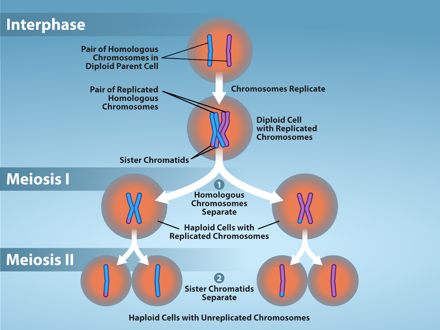 <p>nuclear division that forms haploids cells from diploid cells </p><ul><li><p>employs same cellular mechanisms as mitosis</p></li></ul><p></p>