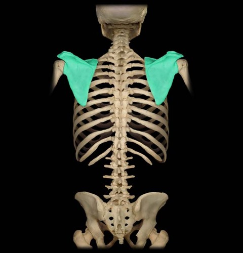 shoulder blade