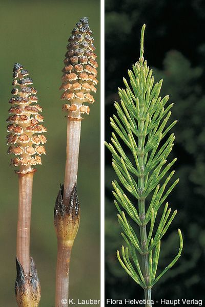 <p>Equisetum arvense</p>