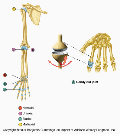 <p>Condyloid Joint</p>