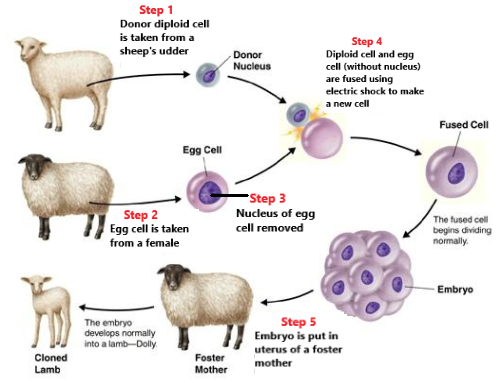 <ol><li><p>A donor diploid  body cell is taken from the cloning    specimen</p></li><li><p>An egg cell is taken from an adult female</p><p>organism</p></li><li><p>The nucleus from the egg cell is removed.</p></li><li><p>The two cells are fused together through an electric shock to form a fused cell</p></li><li><p>The embryo is placed in the uterus of a foster mother.</p></li></ol>