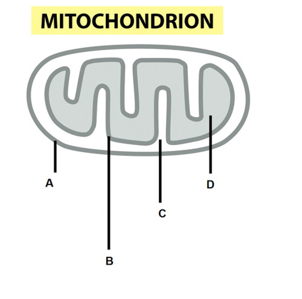 <p>site of ETC and ATP synthase complex</p><p>- contains thousands of copies of the ETC</p><p>- impermeable to protons (H+)</p><p>- folds of the mitochondrial inner membrane</p><p>- labelled B in picture</p>