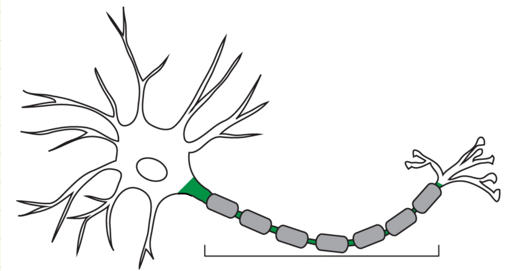 <p>Portion of the neuron that sends signals</p>