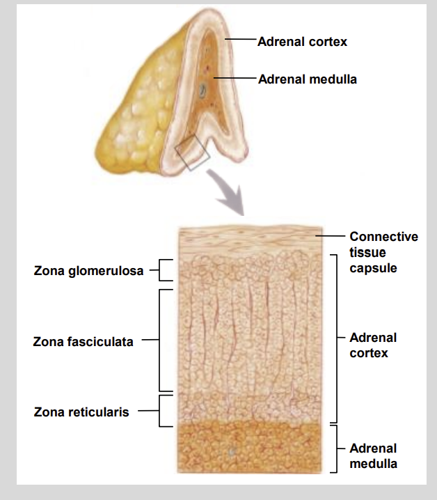 <ul><li><p>Zona glomerulosa</p></li><li><p> Zona fasciculata</p></li><li><p>Zona reticularis</p></li></ul><p></p>