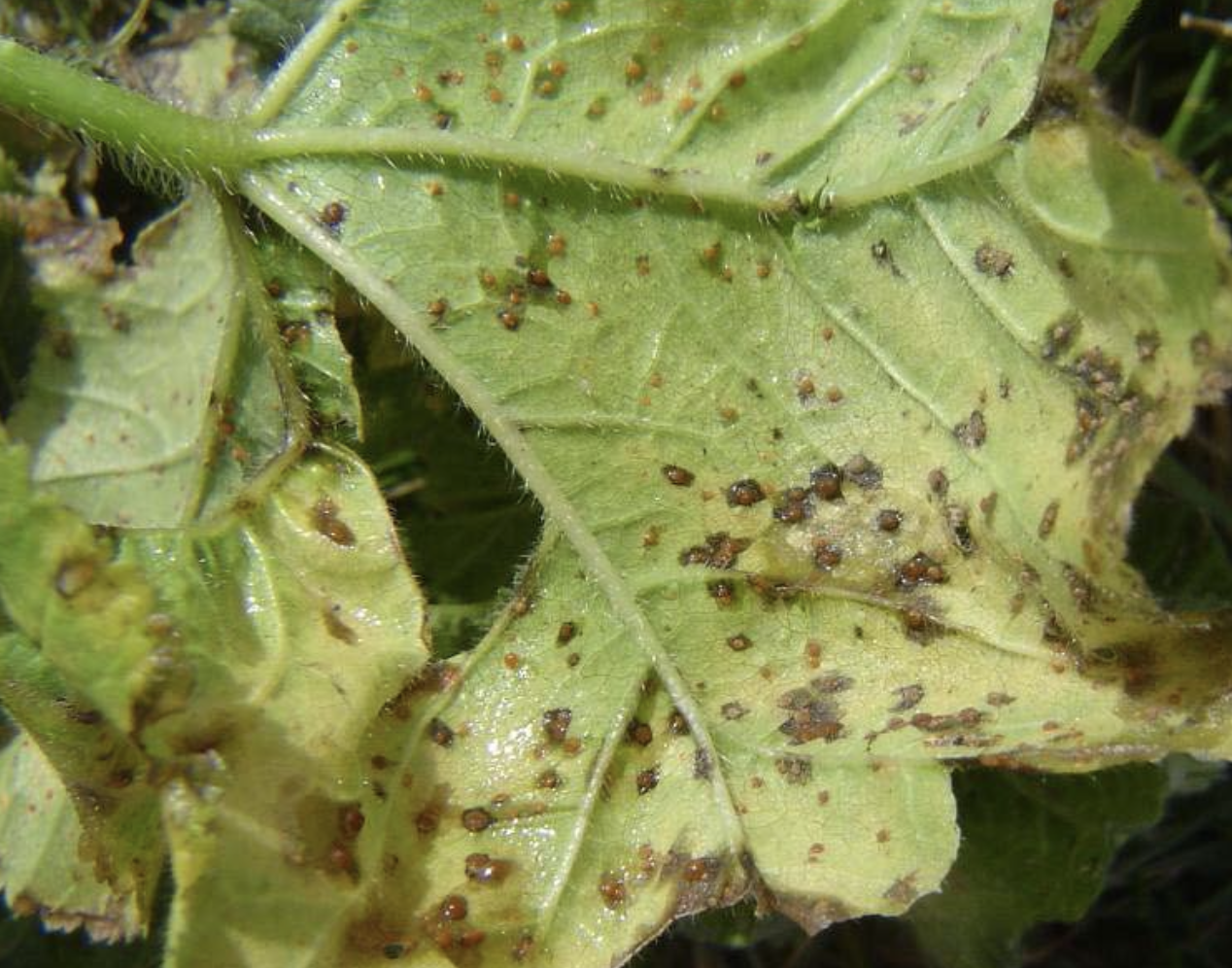 <p>Identificar el hongo</p>