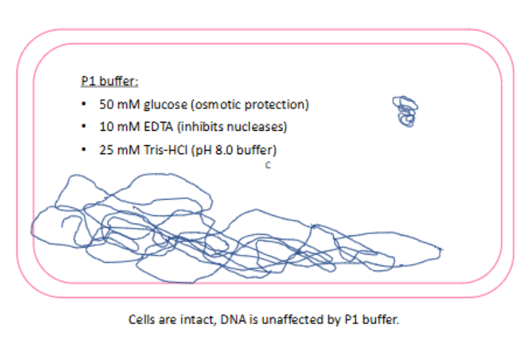 <p>cells are intact &amp; DNA is unaffected by P1 buffer</p>