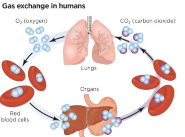 <p>number of hemoglobin with an oxygen molecule attached to each heme group</p>