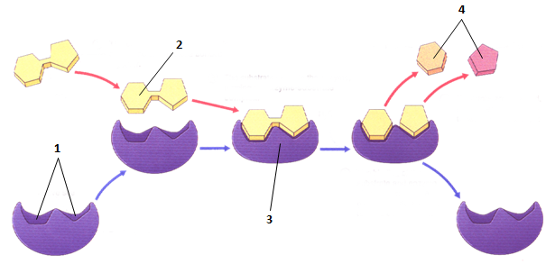 <p>Label the diagram</p>