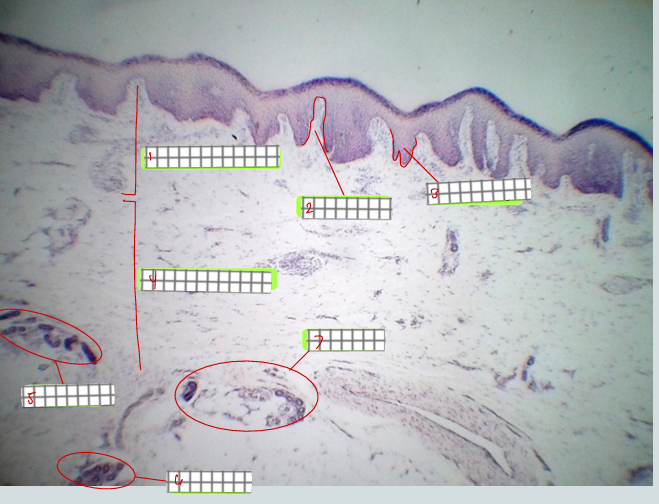 <p>specimen:<br>label</p>