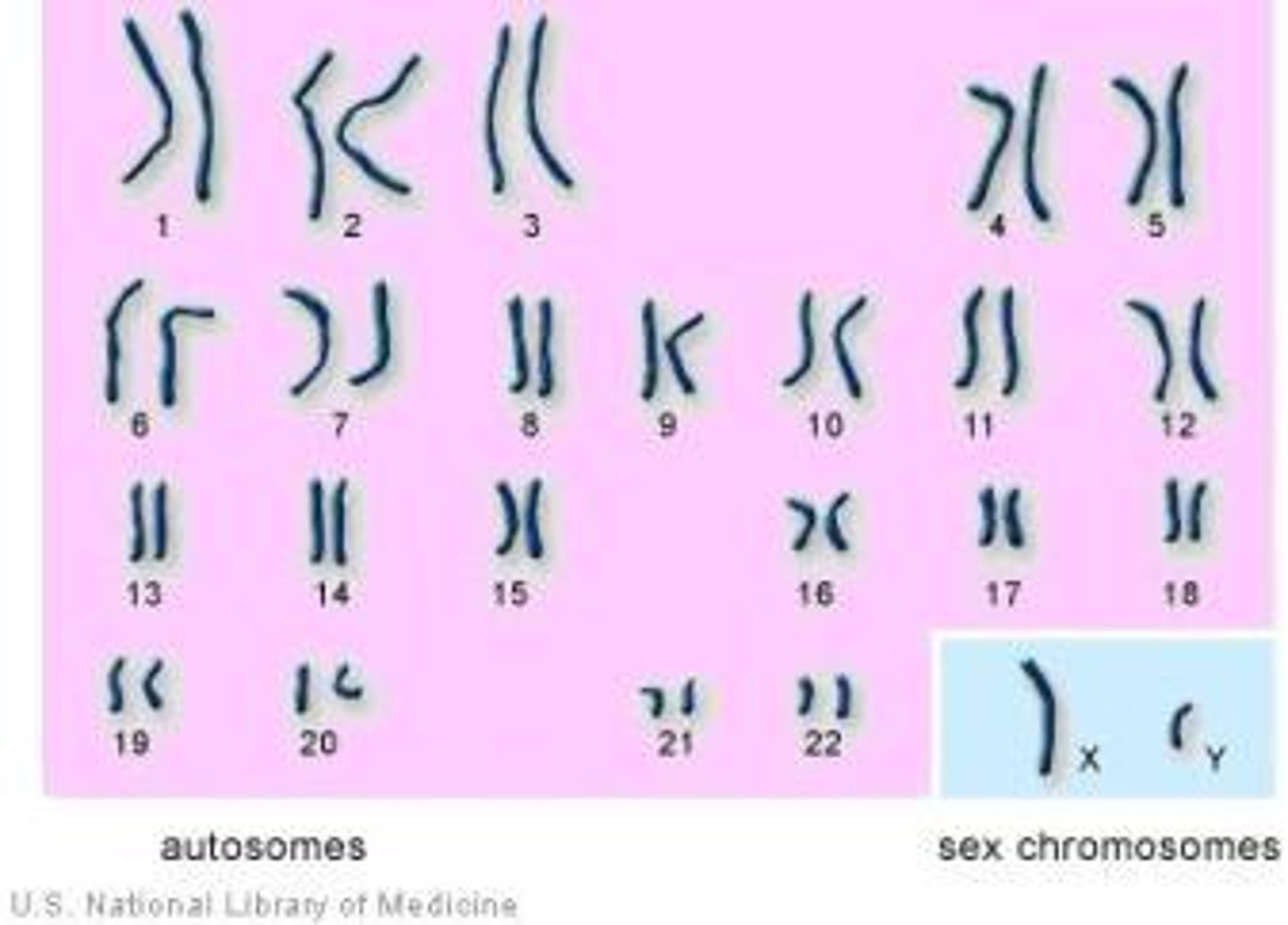 <p>Pair of chromosomes that determine the biological sex of an individual.</p>