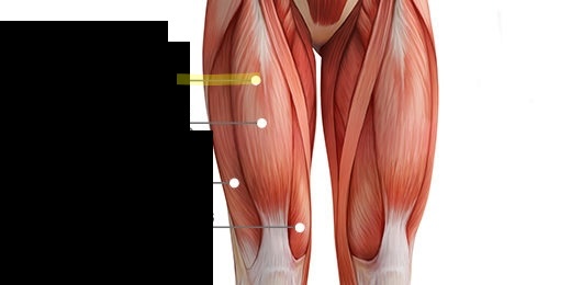 <p>What muscle is this?</p>