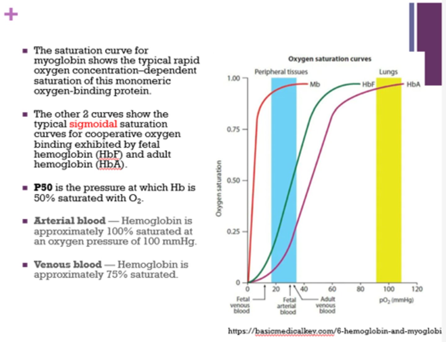<p>- hemoglobin = sigmoidal</p><p>- myoglobin = typical rapid oxygen concentration-dependent saturation of a monomeric protein</p>